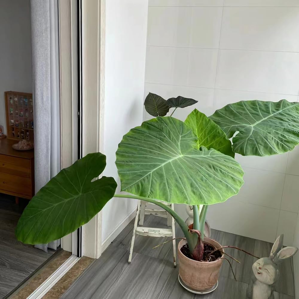 10 pcs elefantenohr pflanze winterhart samen - exotische pflanzen samen  (Leucocasia gigantea) zimmerpflanzen samen bodendecker samen winterhart  saatgut alte sorten bropflanzen grnpflanzen : Amazon.de: Garten