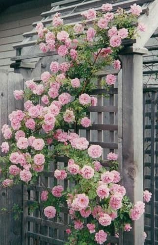 Gebdinsh Garden® Imported Creeper Rose Flower Seeds For Gardening | Pack Of 50 to 60 Seeds