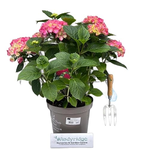 Hydrangea Macrophylla Rosa Planta con Flores Elegantes y Vistosas - Hortensia