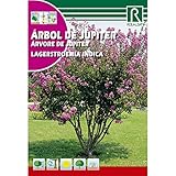 Semillas de Arbol de júpiter Lagerstroemia indica