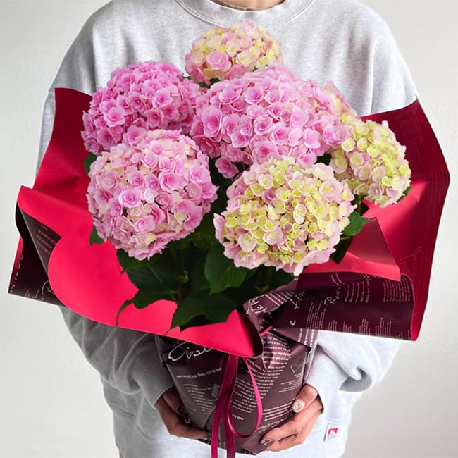 Amazon.co.jp: 母の日 花 アジサイ 6号鉢 鉢植え お母さん お義母さん