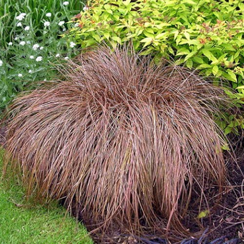 Outsidepride Perennial Carex Flagellifera Bronze Ornamental Grass Seed For Mass Plantings Or Containers - 200 Seeds #TOP14