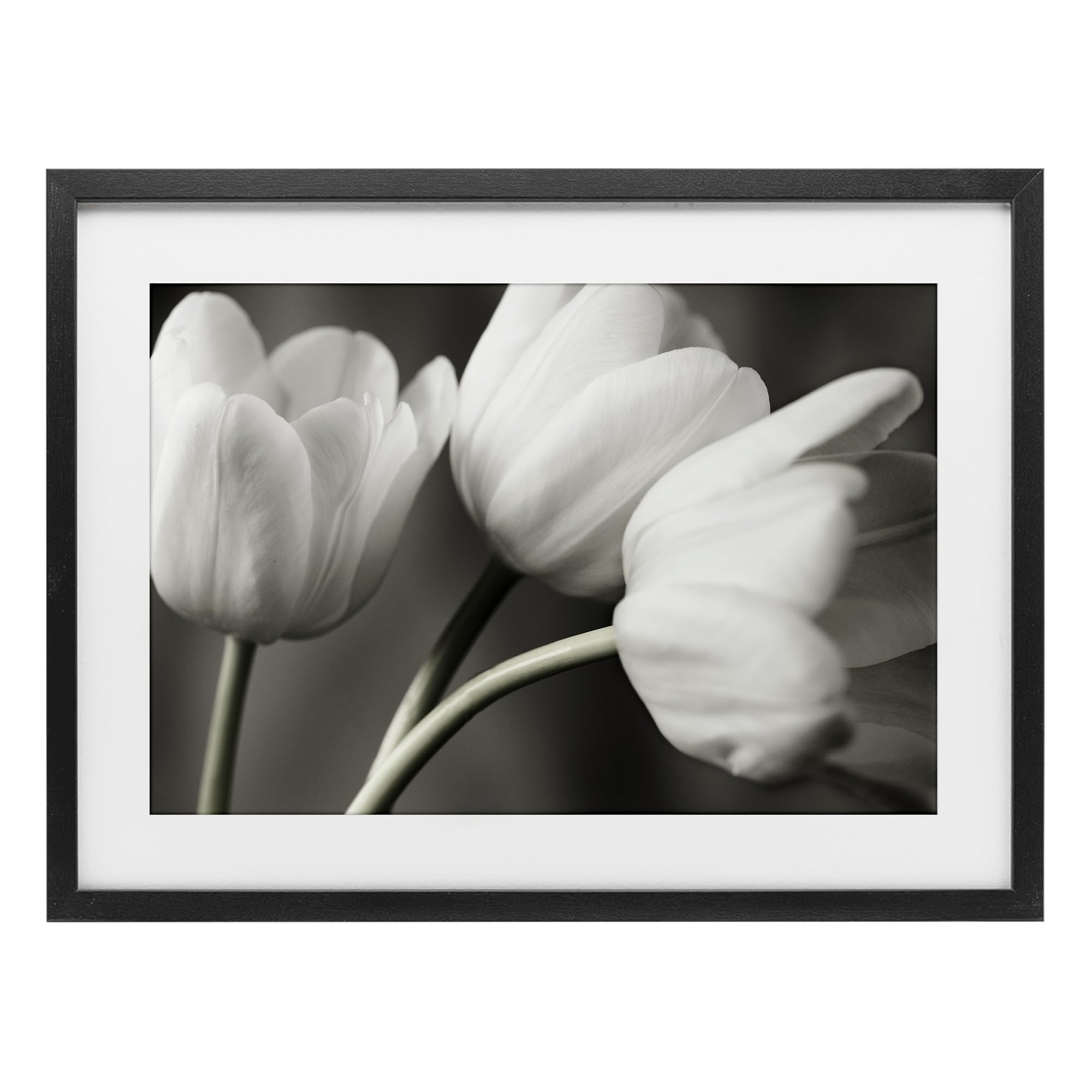 Stupell Industries Midnight Black (Textured) 'Row Of Monochrome Tulips', Framed Print Under Glass, Black, 20 X 14 Inches, Easy To Hang And Sturdy, Made In Usa, By Tom Quartermaine