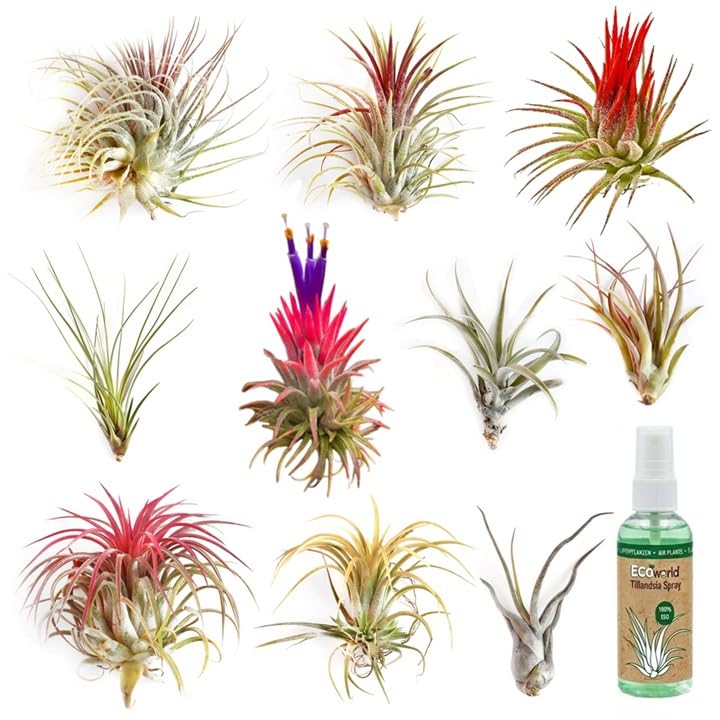 Vdveldecom - Tillandsien Deko Set - 10 Echte Luftpflanzen Air Plants - Inkl. Pflanzspray 125 ml - Pflegeleicht - Ideal für Terrarium Wohnzimmer Büro & Urban Jungle
