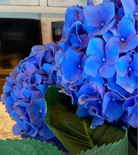紫陽花 ファーストブルー 挿し木苗 日本製 紙製 | 紫陽花ファーストブルー挿し木苗 アイドルお笑いタレント芸能人グッズ