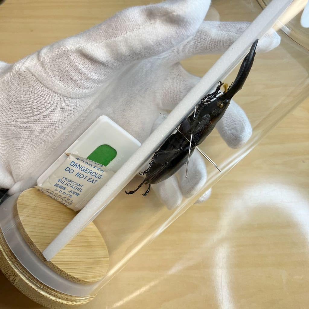 ヒラタクワガタ ラオス産 標本 Amazon.co.jp: 昆虫標本パラワンオオヒラタクワガタ ガラス