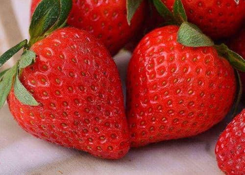 50 semi di FRAGOLA CHARLOTTE + omaggio