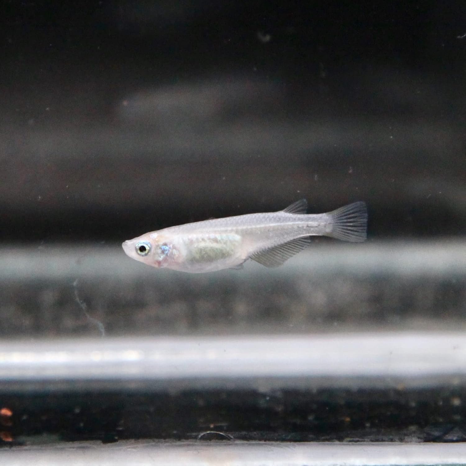 Pearl Galaxy Medaka Ricefish Japanese Ricefish (Pack of 6) - Live Fish for Aquarium Exotic