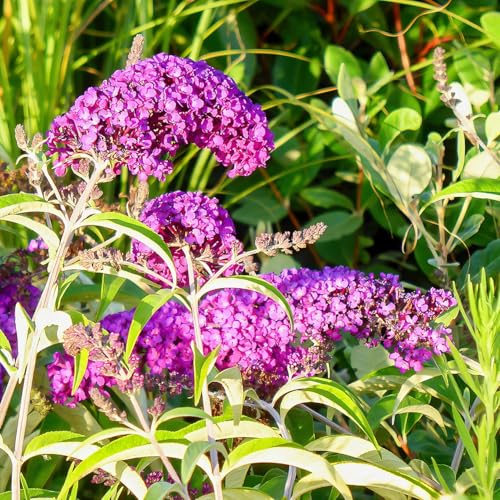 Buddleja davidii a fiore rosso, 4 piante alte 30/40 cm, vaso 13
