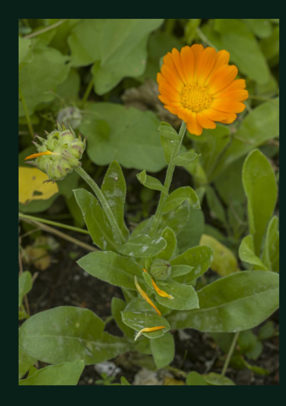 PHYTOTHERAPY FOR EVERYONE - TREAT YOURSELF FOR HEALTH!