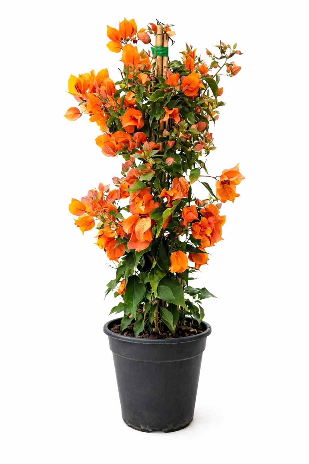 POWERS TO FLOWERS - BOUGAINVILLEA, BUGANVILLEA, ARANCIONE, vaso 17 cm diametro, altezza 70cm, pianta vera