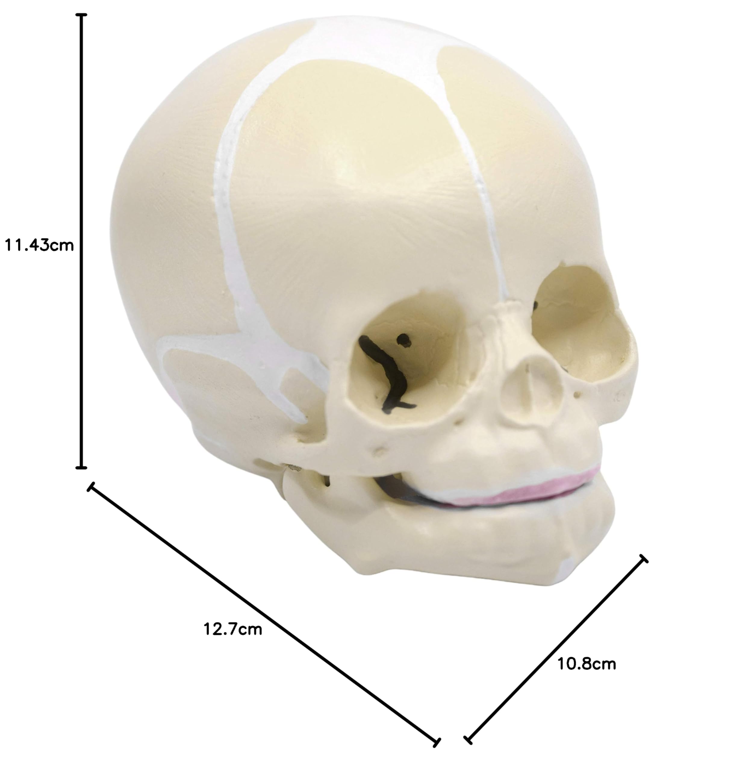 Infant Skull, Human Anatomical Model - Life Size - Articulated