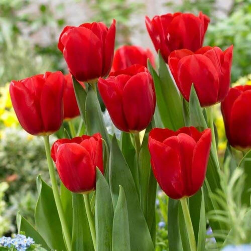 Haritadhara Tulip Red Flower Bulbs Multi-Qty Packs For Home Lawn Gardening (5 Bulbs) (B0BS9P44R6) Amazon Price History, Amazon Price Tracker