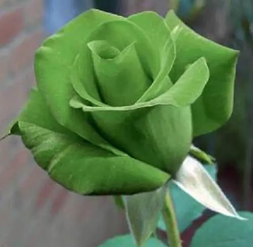 Miniatura 2 de CHUXAY GARDEN Green Rose Semillas 5 Semillas Arbusto Perenne Arbusto Belleza Flores Verdes Crece en Solo Semanas