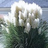 Pack 2 Pampas Grass Plants, Live Pampas Perennial Grasses 4-8 Inches, Ornamental Grass for Outdoor Garden Landscaping - White Pampas