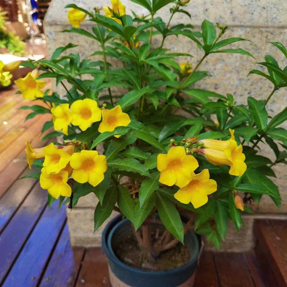 5 Stcke oleander samen, gartendeko fr drauen, grtner geschenke (Nerium  oleander) gartenblumen bonsai samen, hochbeet samen wildblumensamen  winterharte pflanzen fr garten, stauden : Amazon.de: Garten