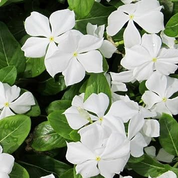 Vinca Pure White Rozet  i e i Tohumu 20 tohum
