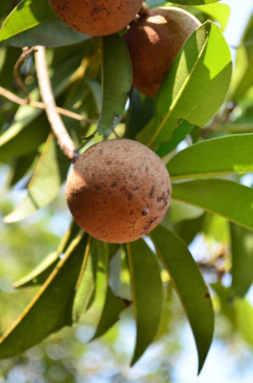 Coconut Lagoon Dwarf Rare Hybrid Fruit Live Plant - Grafted Sweet Pouteria Sapota Thai Chikoo Fruit Plant (1 Healthy Plant) (B07QSV7HJ5) Amazon Price History, Amazon Price Tracker