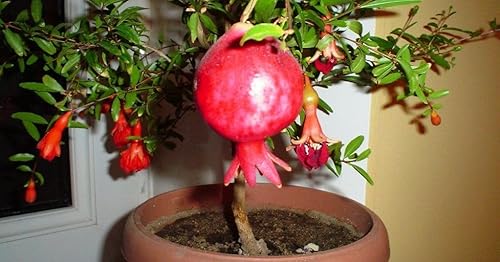 Miniatura 7 de Semillas de granada de interior sin OMG para plantar