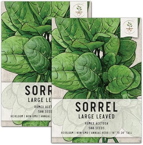 Seed Needs, Large Leaf Sorrel Seeds for Planting (Rumex acetosa) Twin Pack of 500 Seeds Each Non-GMO
