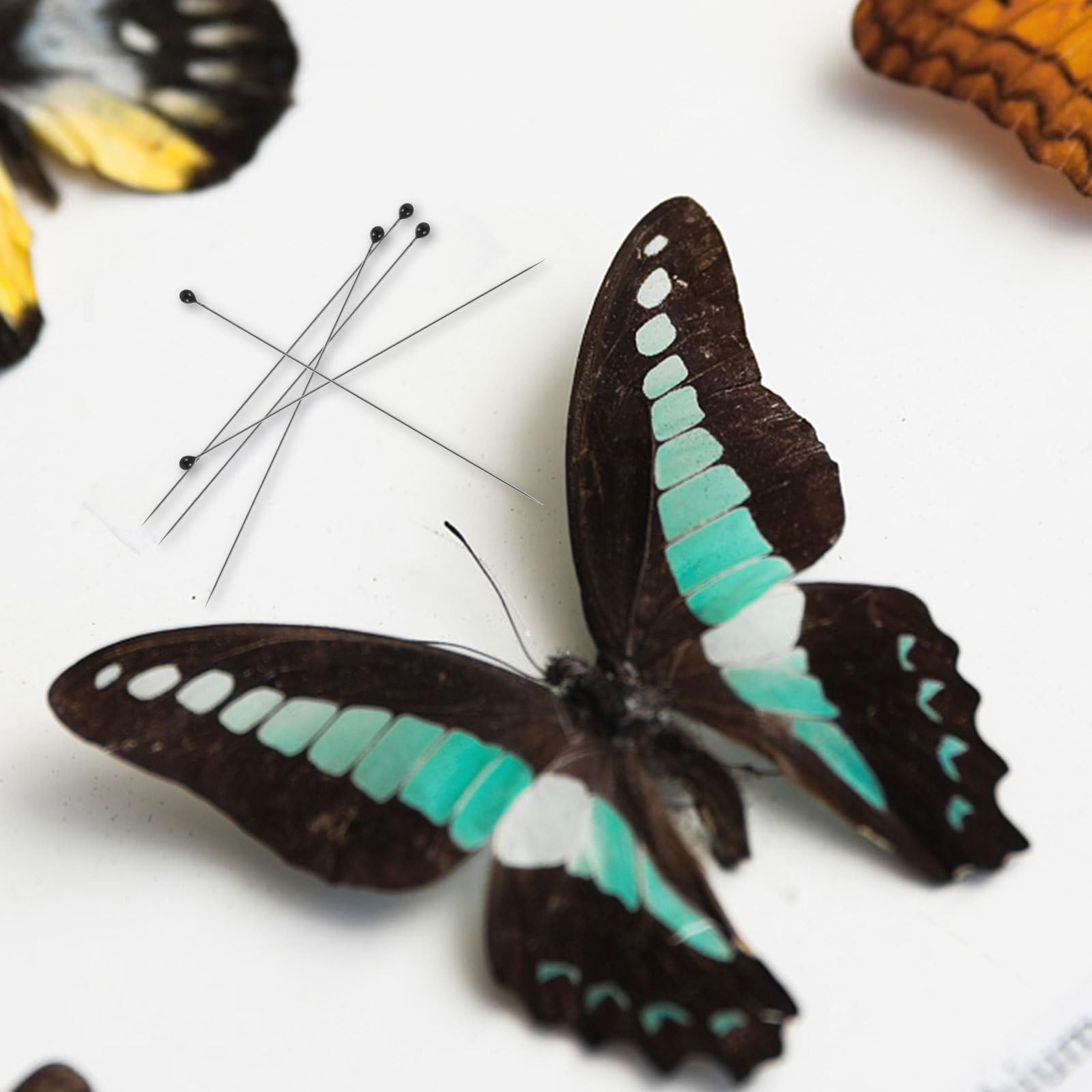 Kit 200 Épingles Insectes Acier Inoxydable Iplusmile Avec Flacons Et Boîte De Rangement
