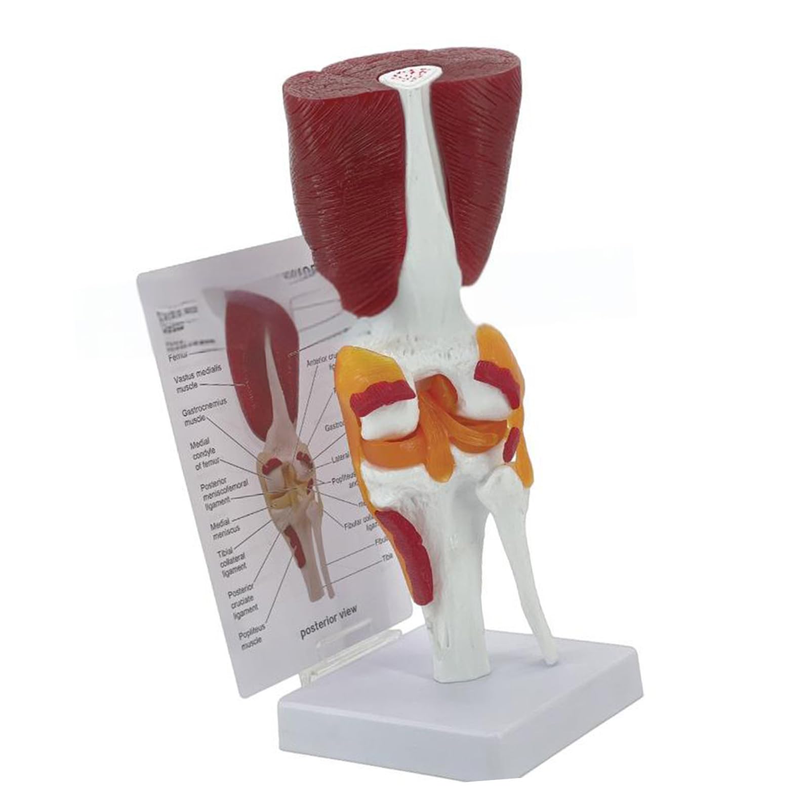 Modello articolazione del ginocchio per visualizzazione didattica Modello pratico anatomia del ginocchio umano con legamenti Materiale scolastico Articolazione umana per l ' educazione scientifica