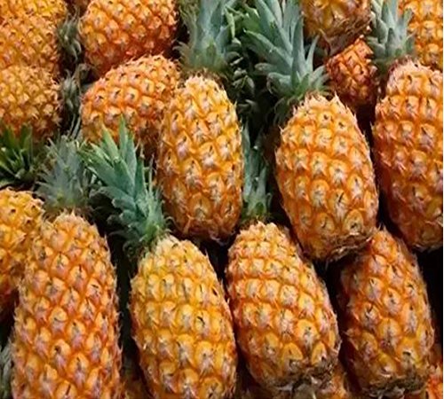 See full amazon price history chart for Nema Futaba Dwarf Pineapple Seeds - 50 Pcs Nema Futaba Dwarf Pineapple Seeds - 50 Pcs (B08NTB9JT2) Amazon Price History, Amazon Price Tracker