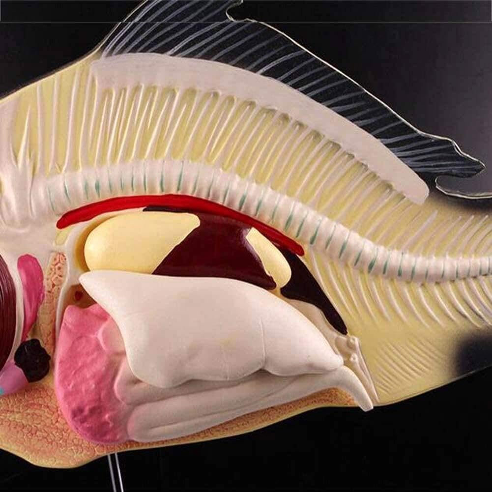 Modello anatomico di Organo di Pesce, sussidio didattico, Modello Biologico Animale, Materiale da Laboratorio in Miniatura, Strumento didattico per Lo Studio e l'insegnam