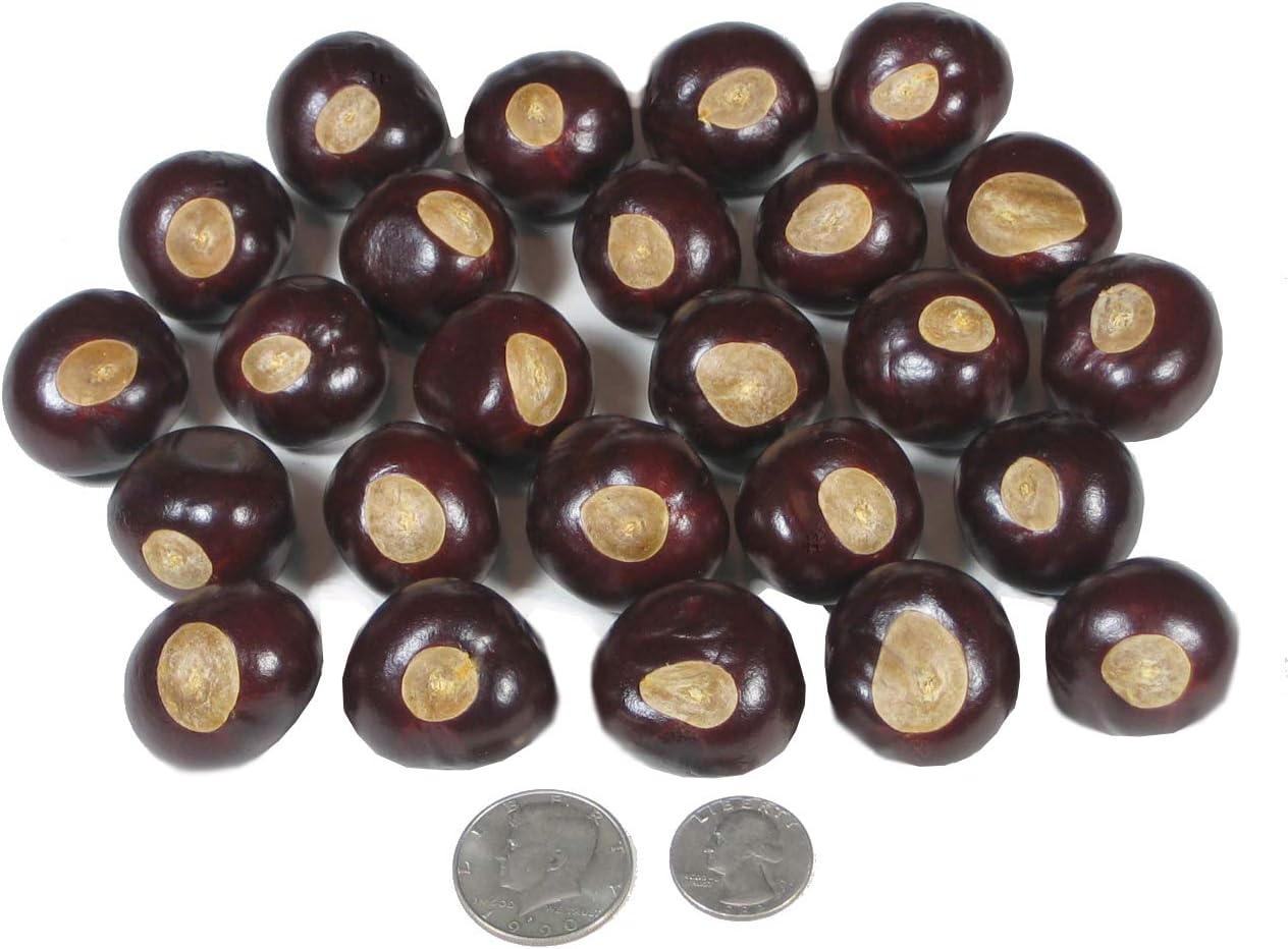Ohio Buckeye Nuts - Large Size Buckeyes Nuts