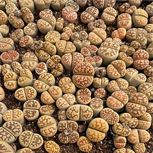 Brown -Yellow Dragon Pattern Amber Mini Size Lithops Rare Lithops Meyeri Small Succulent Plants Live Cute Exotic Desk Succulent Plants For Office Mini Potted Unique Gift. #TOP5