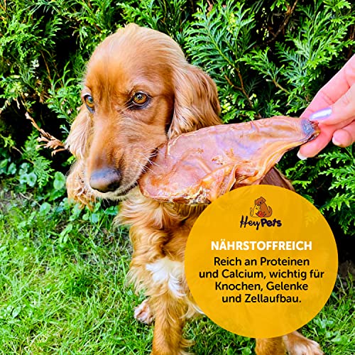 Hey Pets Schweineohren für Hunde & Welpen, Beste Hunde Leckerlis, Ideale Zahnreinigung, 100% natürlich, getreidefrei, Kauartikel, Kausnack (Beutel mit 10 Stück)