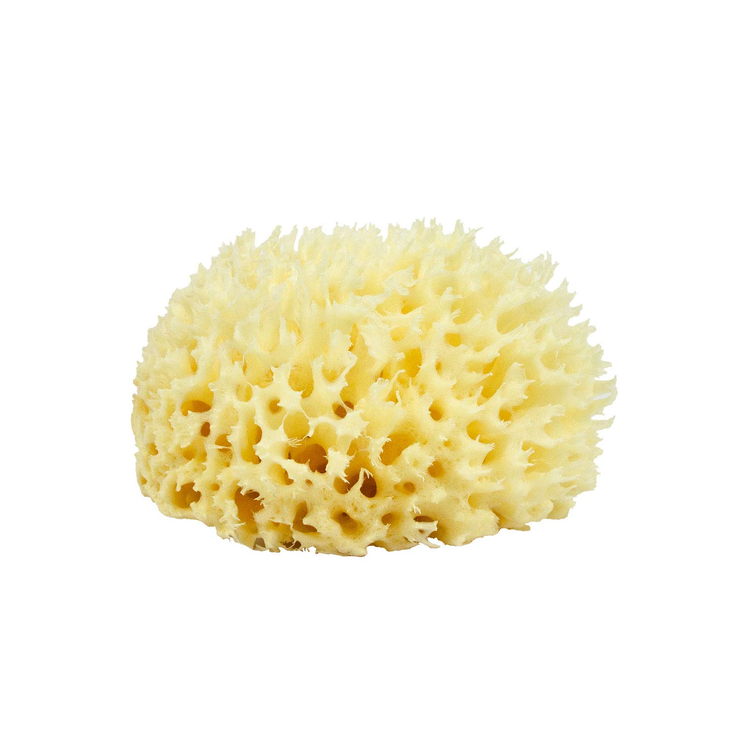 Sea Wool Sponge - All Natural Honeycomb Renewable Sea Sponge, Medium, 3.5-4.5 inches