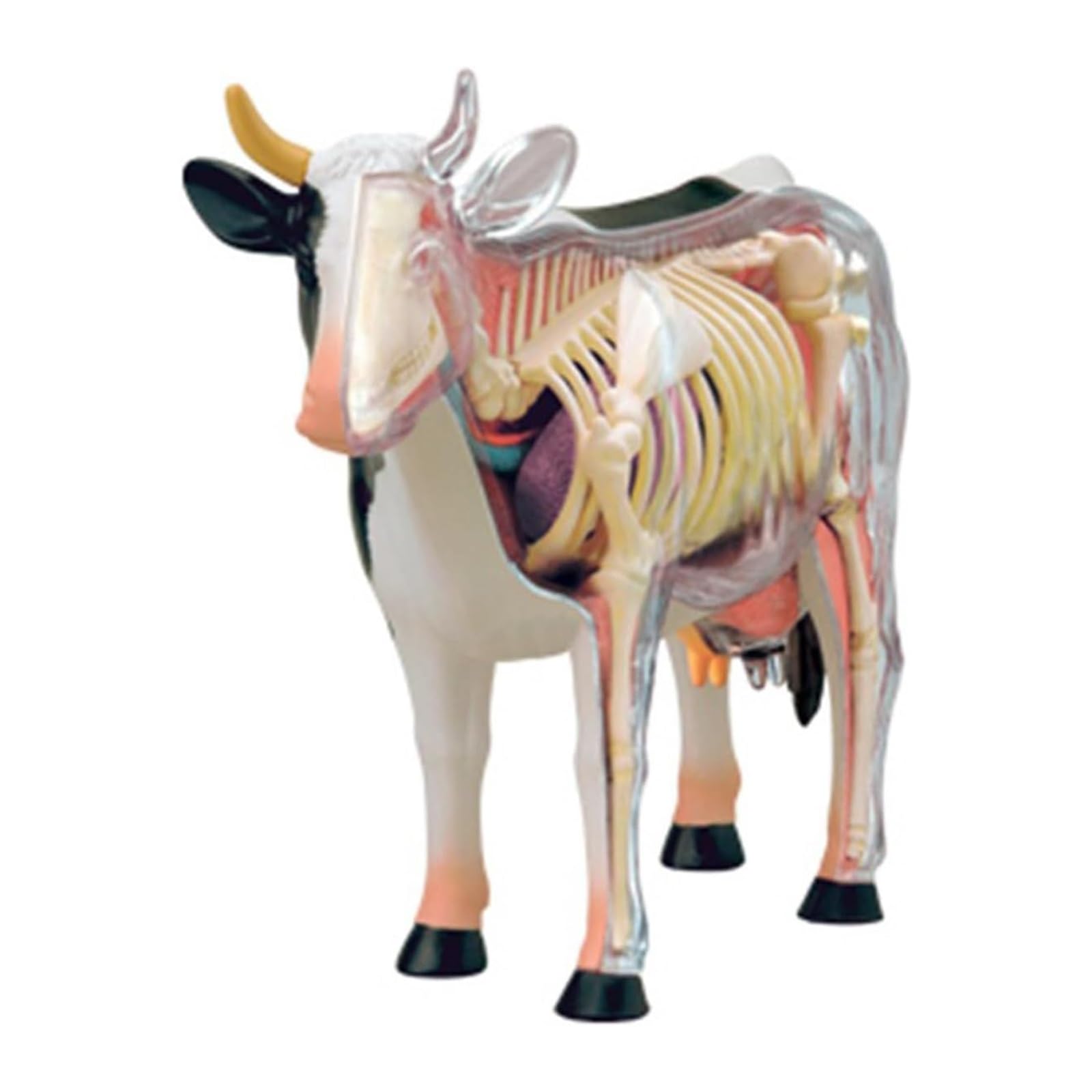 Modelo de vaca con visión 4D, modelo de anatomía de órganos vacunos desmontable de 29 piezas, juguete de ensamblaje de inteligencia vacuna, entrenamiento veterinario en clínicas veterinarias.