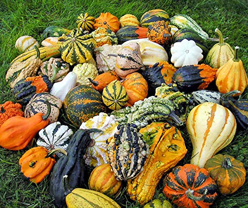 La Verde MEIN GARTEN UND ICH. Maya Mix Zierkürbis Samen für ca. 8-10 Pflanzen, bunte Kürbismischung, dekorativ, nicht essbar, Saatgut ohne Gentechnik