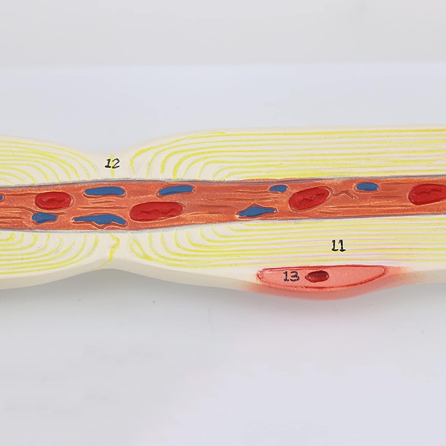 Model dioramy neuronu, 2-częściowy model anatomiczny nerwów mózgu medycznego, powiększony model struktury włókien nerwowych komórki neuronu, narzędzie demonstracyjne do celów dydaktycznych.