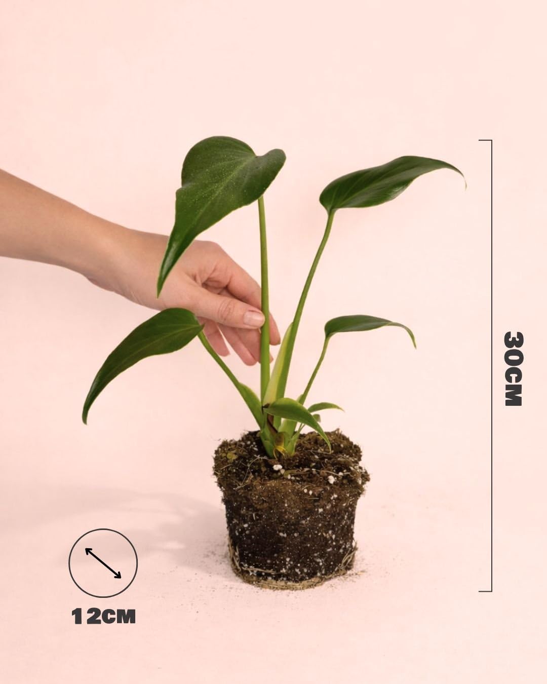 PUR PLANT Monstera Burle Marx M | Planta Natural De Interior Premium y Tropical | Compacta, Resistente y Decorativa | Maceta De Ø12 cm