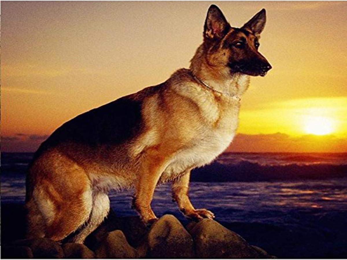 Decmart 5D Diamond Painting Full Drill Square German Shepherd Dog Diamond Painting by Number Kits for Home Wall Decor