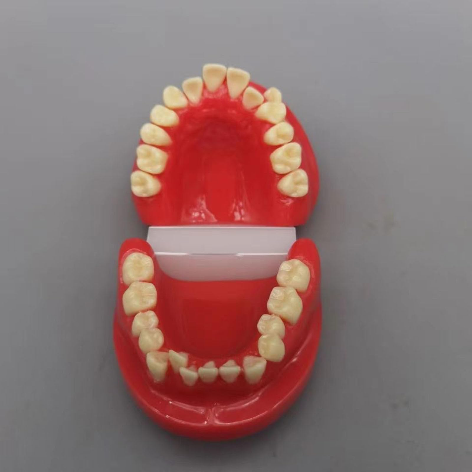 Kieferorthopädisches Demonstrationsmodell - Typodonten Kieferorthopädisches Demonstrationsmodell - Ideal für Bildungs- und Ausbildungszwecke,A,8cm