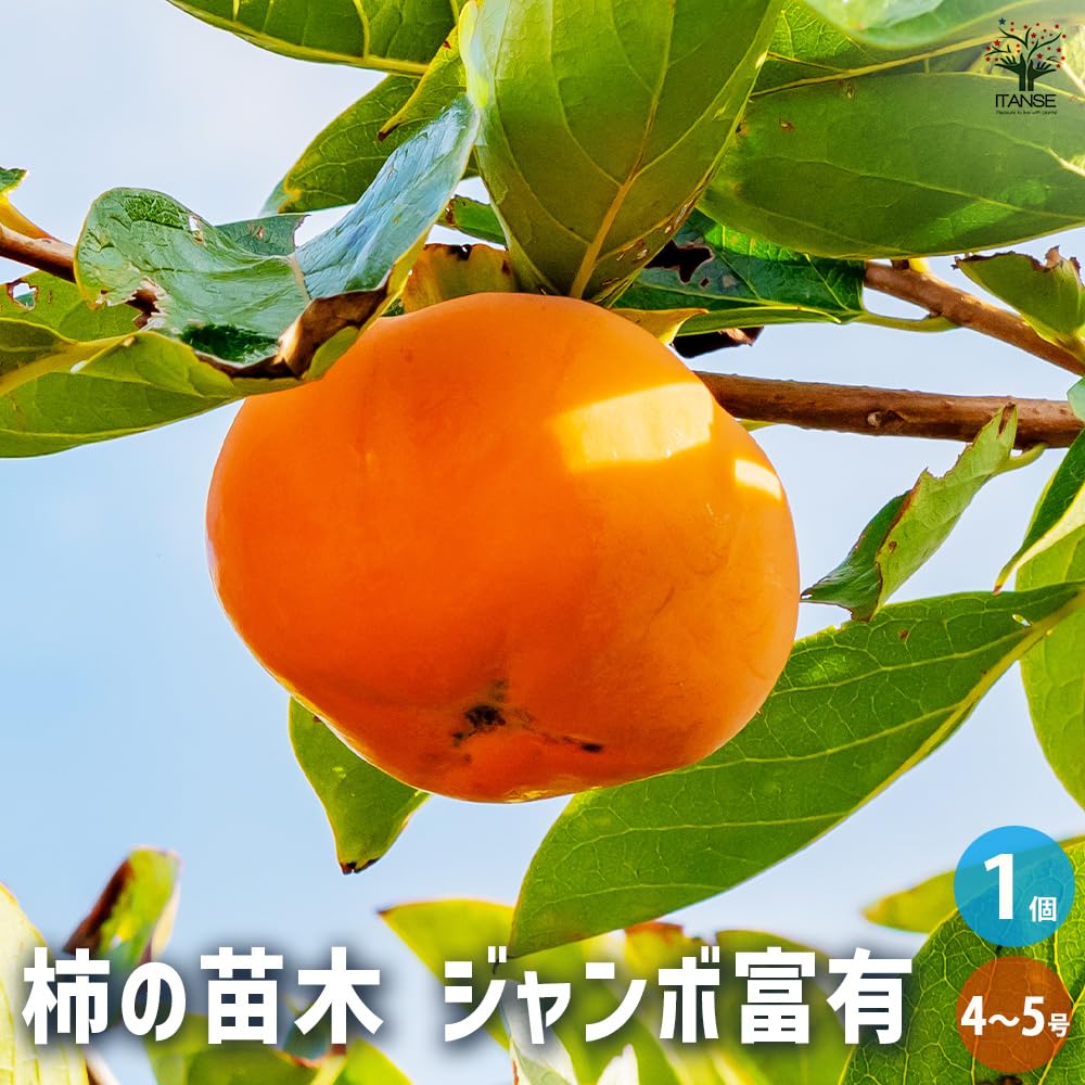 Amazon.co.jp: ITANSE 柿の苗木 ジャンボ富有 大玉富有 4～5号