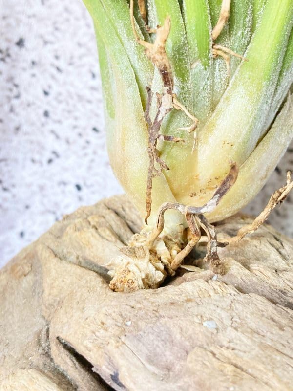Amazon.co.jp: Frontier Plants 現品チランジアイオナンタビッグ