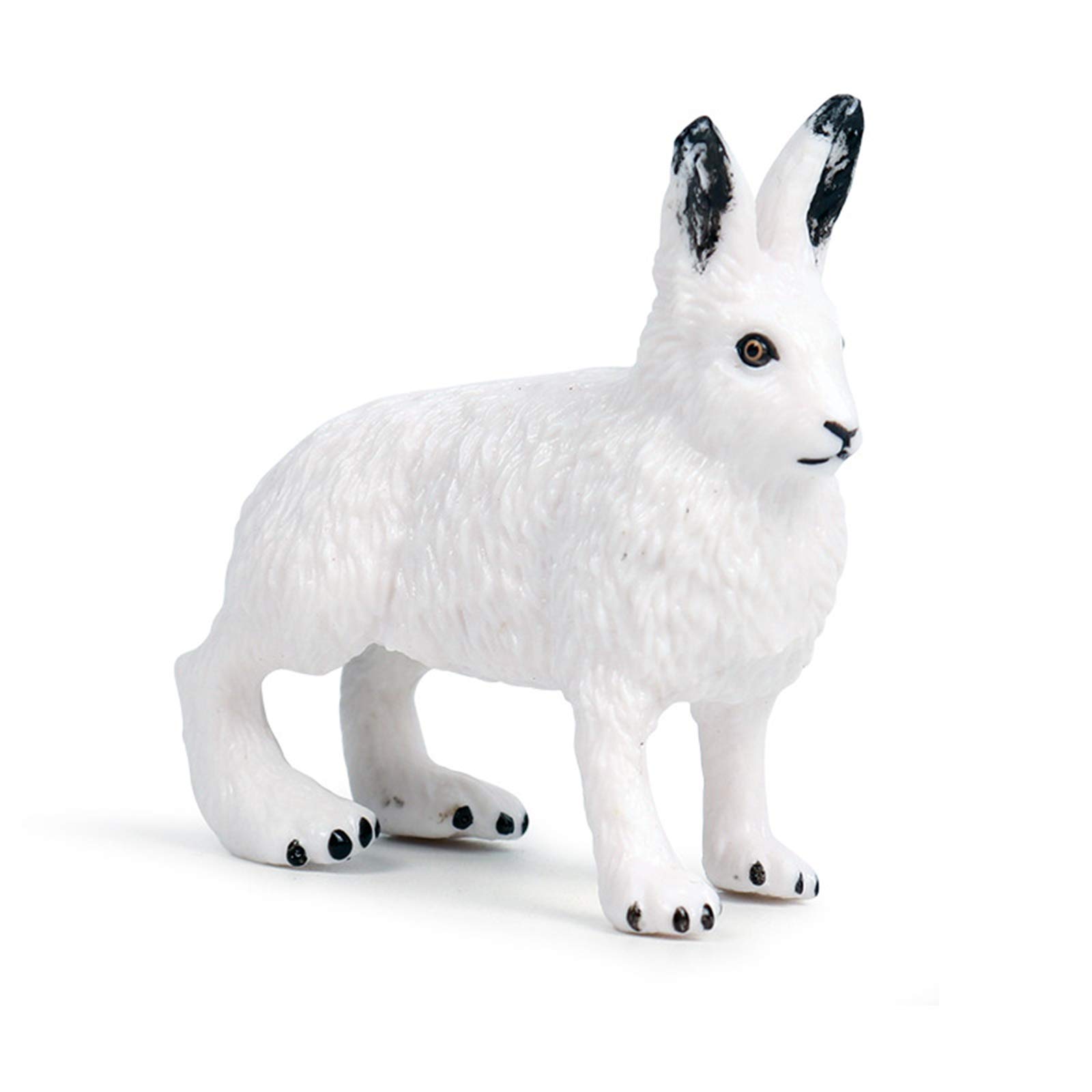 Amazon | Eden Toys ホッキョクウサギ ウサギ 動物 プラモデル 模型