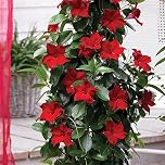 Red Flower Patio Plant Evergreen Climber Perfect for Growing in Pots with a Bright and Cheerful Colour, 1 x Red Mandevilla Plant in 10.5cm Pot by Thompson and Morgan