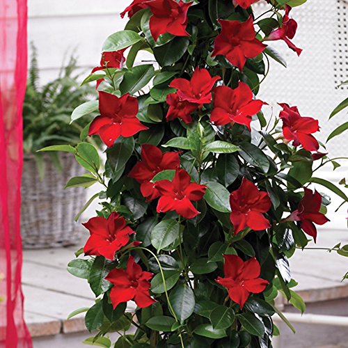 Red Flower Patio Plant Evergreen Climber Perfect for Growing in Pots with a Bright and Cheerful Colour, 1 x Red Mandevilla Plant in 10.5cm Pot by Thompson and Morgan