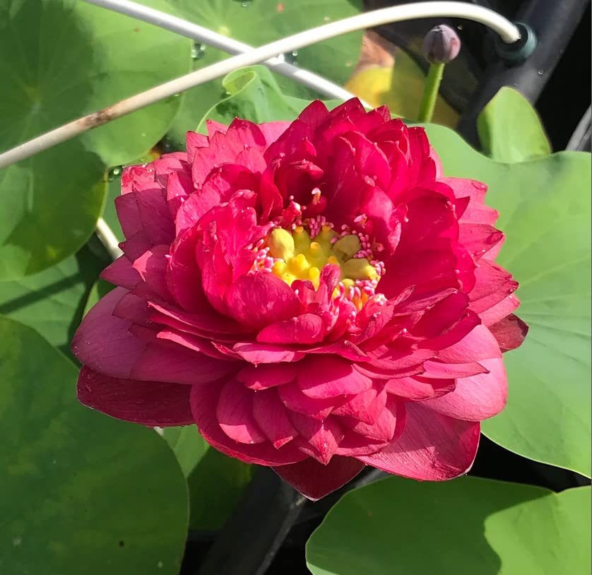 Indian Gardens - Lotus live plant Rare plant (Siam Ruby) Original color guarantee plant | Indoor |outdoor plant (Code 45) (B09YPXKX4H) Amazon Price History, Amazon Price Tracker