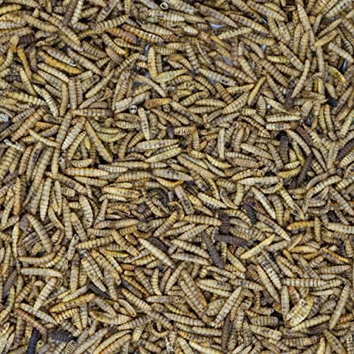 Seedzbox Dried Mealworms For Wild Birds, High Protein Meal Worms For Garden Bird Feeders and Bird Tables, 5% of Sales Donated to OneTreePlanted, 100g
