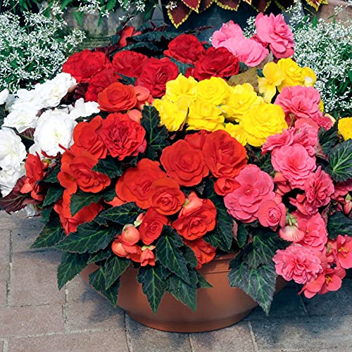 Mix Hybrid Begonia Flower Seed 130 SEED (B09HS9BGB3) Amazon Price History, Amazon Price Tracker
