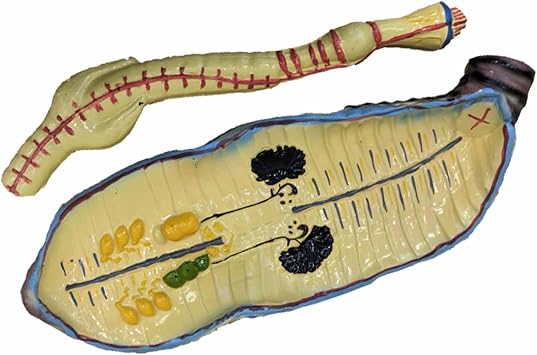 Earthworm Anatomy Model, Biology Anatomical Model for Science Classroom Study Display Teaching Medical Model