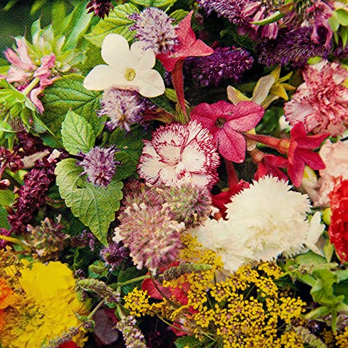 Scented Flower Mixture Seeds – Creates a Wonderful Fragrant Garden – Attracts Bees & Butterflies – Quick & Easy to Sow – for Your Beautiful Garden