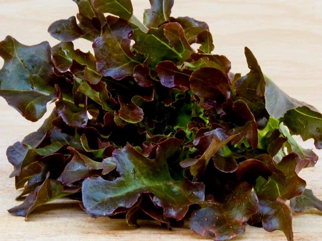 Red Oakleaf Lettuce Plug Plants Grow Your Own Salads (6)