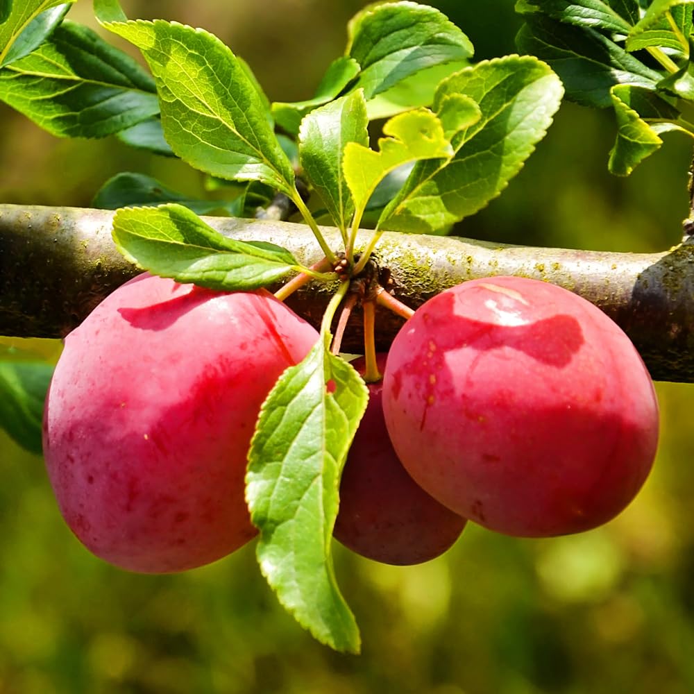 Methley Plum Tree 2-3 ft